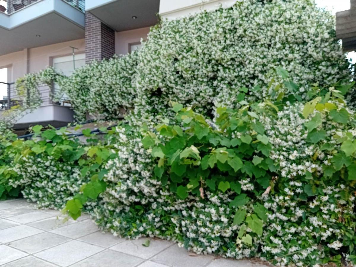 Stella'S Jasmine Lejlighed Thessaloníki Eksteriør billede